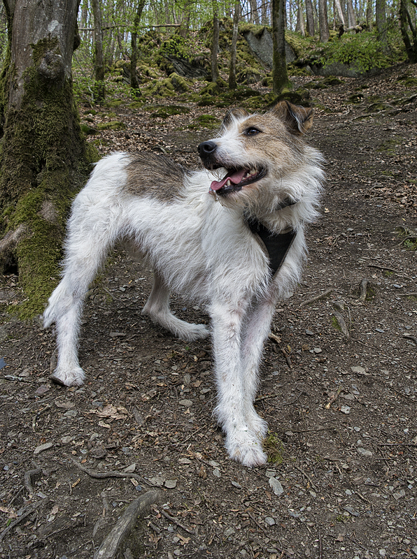 Tour Loire 05 - 201520150429_04294647_1 als Smartobjekt-1 Kopie.jpg - Felix am Stausee - in der Natur fühlt er sich wohl